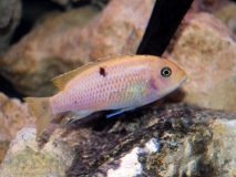 Maylandia pyrsonotos Nakantenga Island (Femelle O)