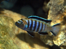 Cynotilapia sp. 