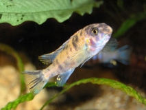 Labeotropheus trewavasae Minos reef (Femelle OB)