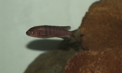 Chindongo flavus Chinyankwazi (Femelle)