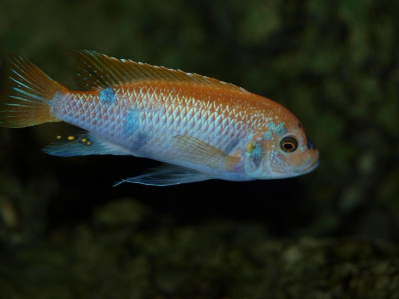 Maylandia mbenjii Mbenji Island (Mâle O)