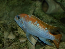 Maylandia mbenjii Mbenji Island (Mâle O)