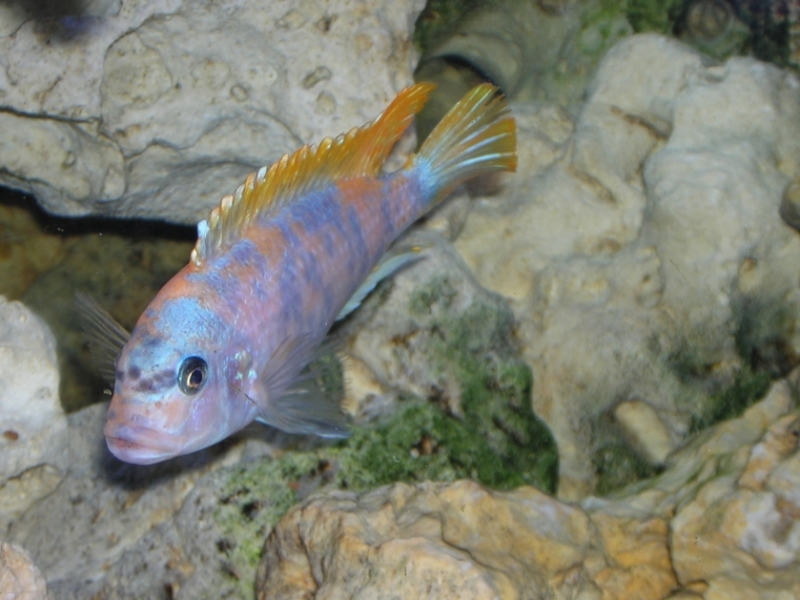 Maylandia mbenjii Mbenji Island (Mâle MC)