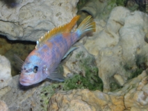 Maylandia mbenjii Mbenji Island (Mâle MC)