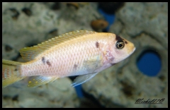 Maylandia mbenjii Mbenji Island (Femelle O)