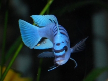 Cynotilapia sp. "hara" Gallireya reef (Male)