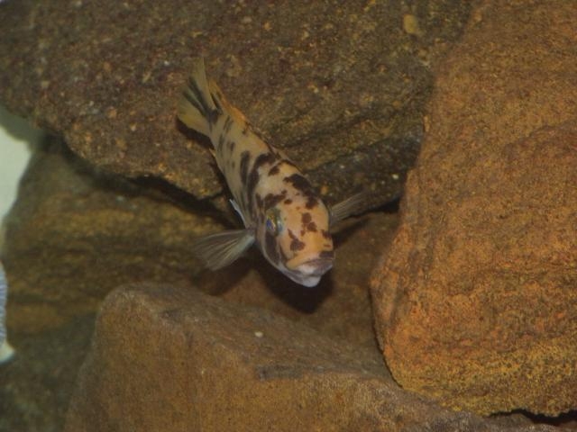Maylandia mbenjii Mbenji Island (Femelle OB)