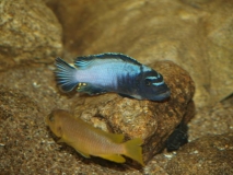 Maylandia sp. 