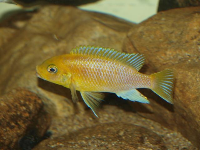 Petrotilapia xanthos Gallireya Reef (Mâle)