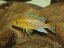 Petrotilapia xanthos Gallireya Reef (Mâle)