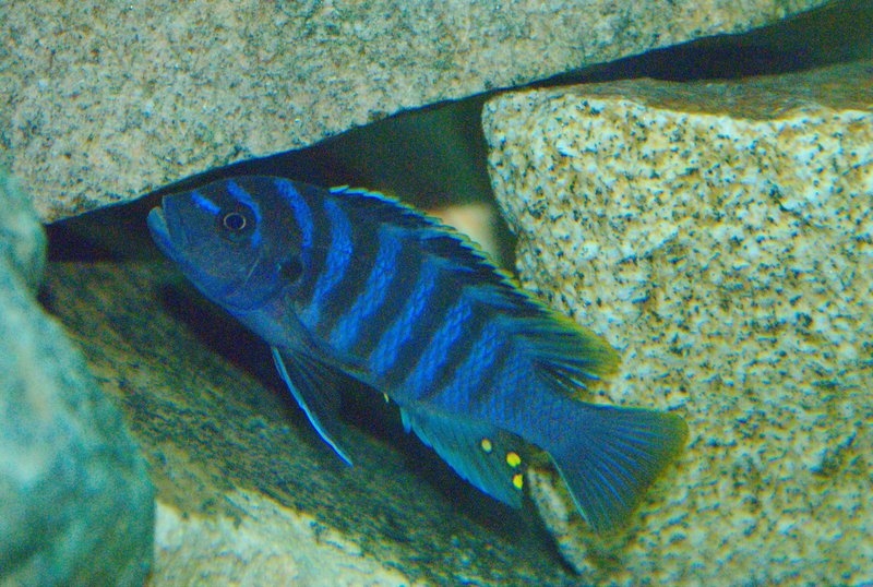 Maylandia cyneusmarginatus Chia lagoon (mâle)