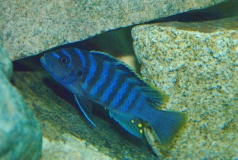 Maylandia cyneusmarginatus Chia lagoon (mâle)