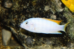 Maylandia greshakei Makokola reef (mâle)