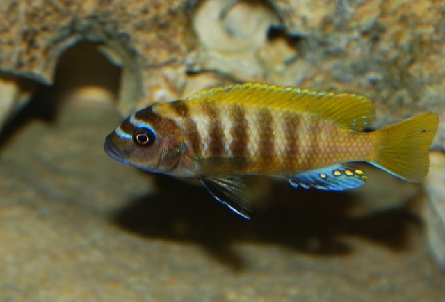 Maylandia sp. 