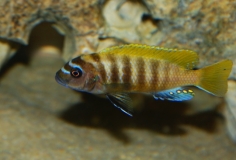 Maylandia sp. "zebra gold" Karonga (Mâle)