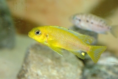 Tropheops sp. 