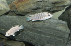 Labidochromis caeruleus Nkali (couple)