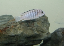 Labidochromis caeruleus Nkali (male)