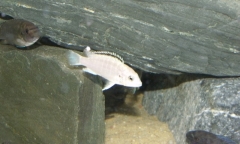 Labidochromis caeruleus Nkali (femelle)