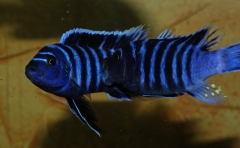 Cynotilapia zebroides Charo (Mâle)