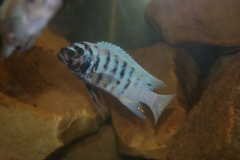 Maylandia zebra Lupingu (Male)