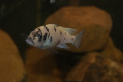 Maylandia zebra Lupingu (femelle OB)