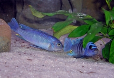 Cynotilapia sp. "hara" Gallireya Reef (couple en reproduction)