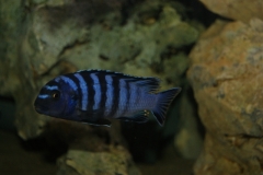 Chindongo minutus Ruarwe (mâle)