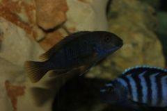 Chindongo minutus Ruarwe (femelle)