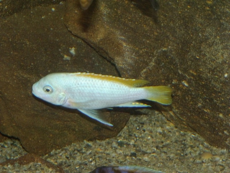 Maylandia mbenjii Mbenji Island (mâle)