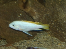 Maylandia mbenjii Mbenji Island (mâle)