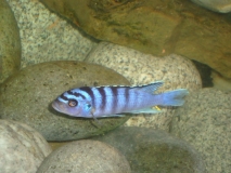 Maylandia cyneusmarginatus Nkhomo Reef (male)