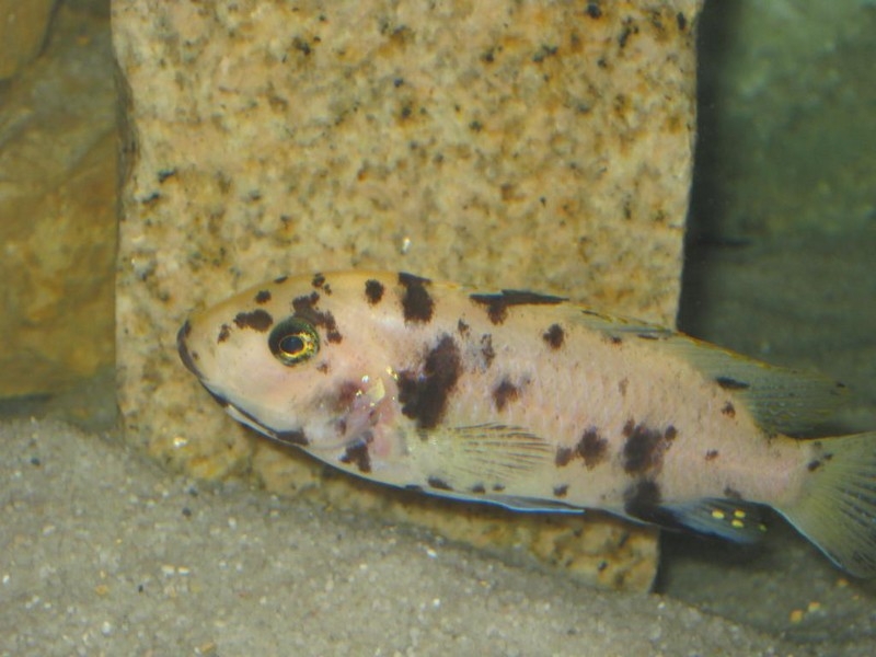 Maylandia sp. 