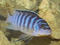 Maylandia fainzilberi Chilumba (mâle)