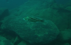 Aristochromis christyi Nkhata Bay (Femelle)