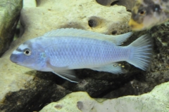 Labeotropheus trewavasae Nkhata Bay (Mâle)