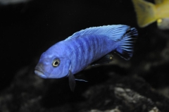 Cynotilapia axelrodi Nkhata Bay (male)
