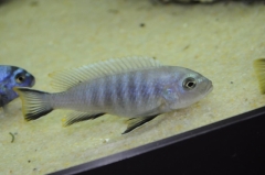Cynotilapia axelrodi Nkhata Bay (femelle)
