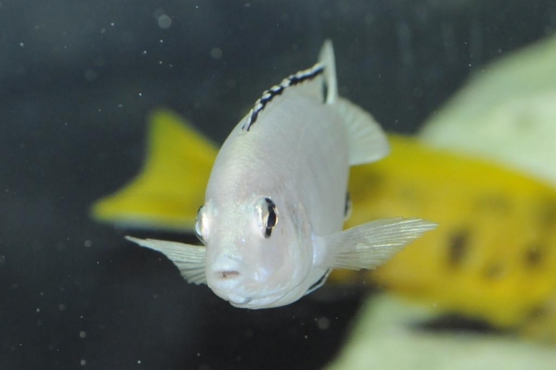 Labidochromis caeruleus Nkata Bay (male)
