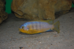 Petrotilapia flaviventris Chizumulu Island (mâle)