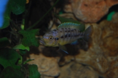 Petrotilapia flaviventris Chizumulu Island (femelle)