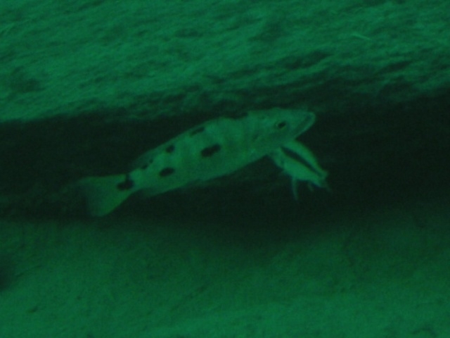 Exochochromis anagenys Nkata Bay (Femelle)