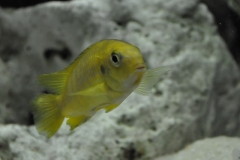 Tropheops sp. 