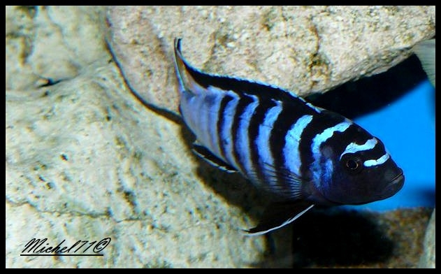 Chindongo sp. 