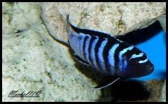 Chindongo sp. "elongatus mphanga" Mphanga Rocks (mâle)