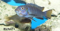 Pseudotropheus sp. "elongatus mphanga" Mphanga Rocks (femelle)