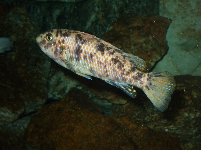 Labeotropheus trewavasae Lion's cove (femelle)