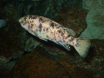 Labeotropheus trewavasae Lion's cove (femelle)