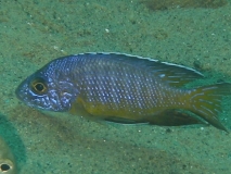Aulonocara stuartgranti Nkata Bay (Mâle)
