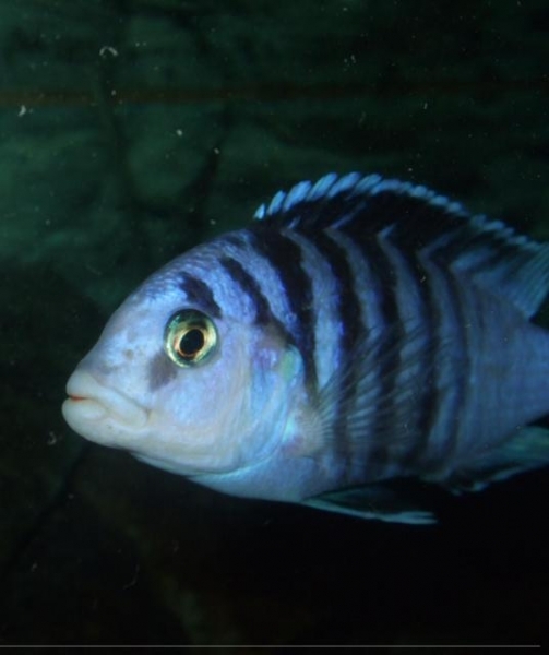 Labidochromis sp. 